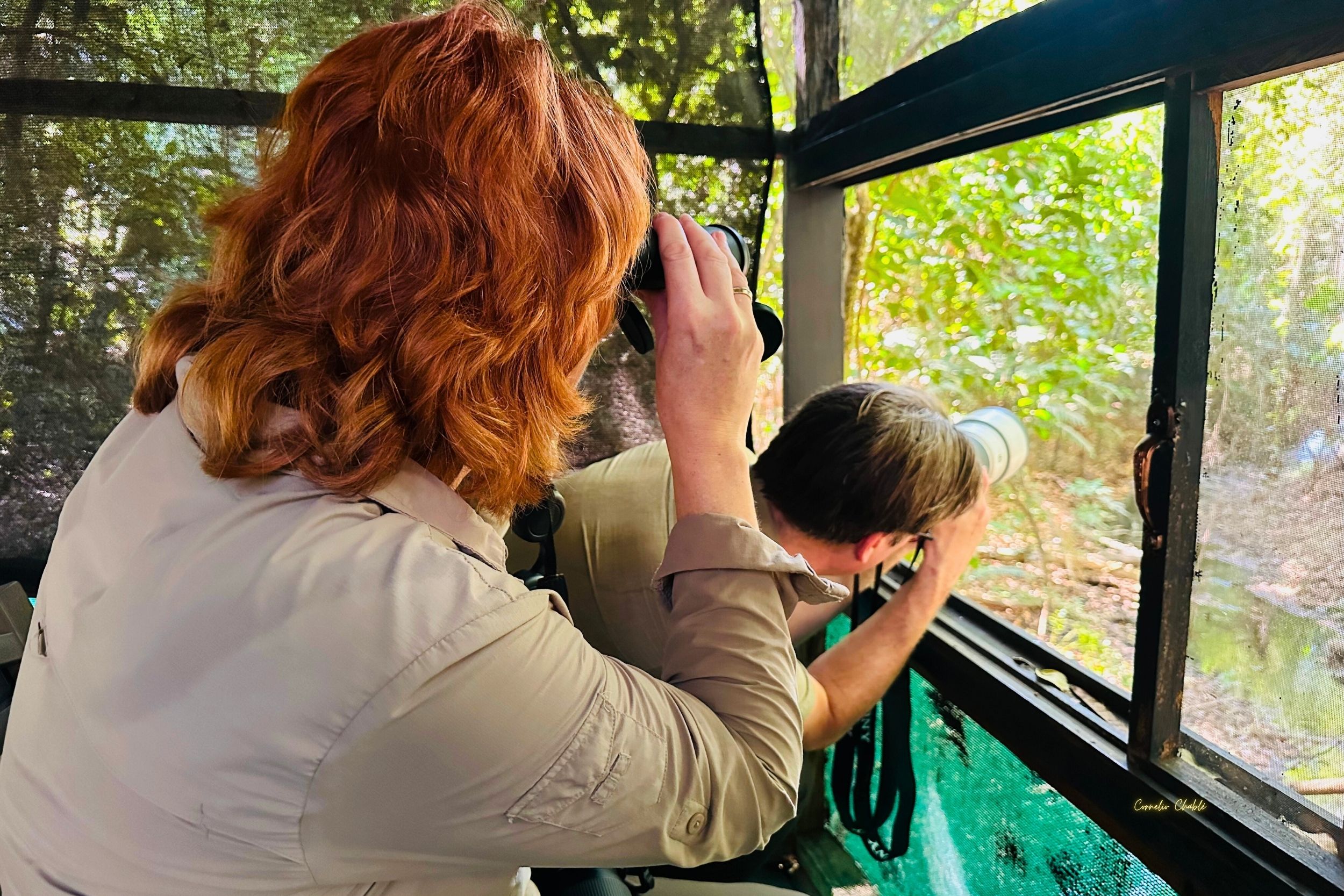 Expedición Fotográfica de Vida Silvestre: Un Fascinante Viaje por el Hábitat del Jaguar